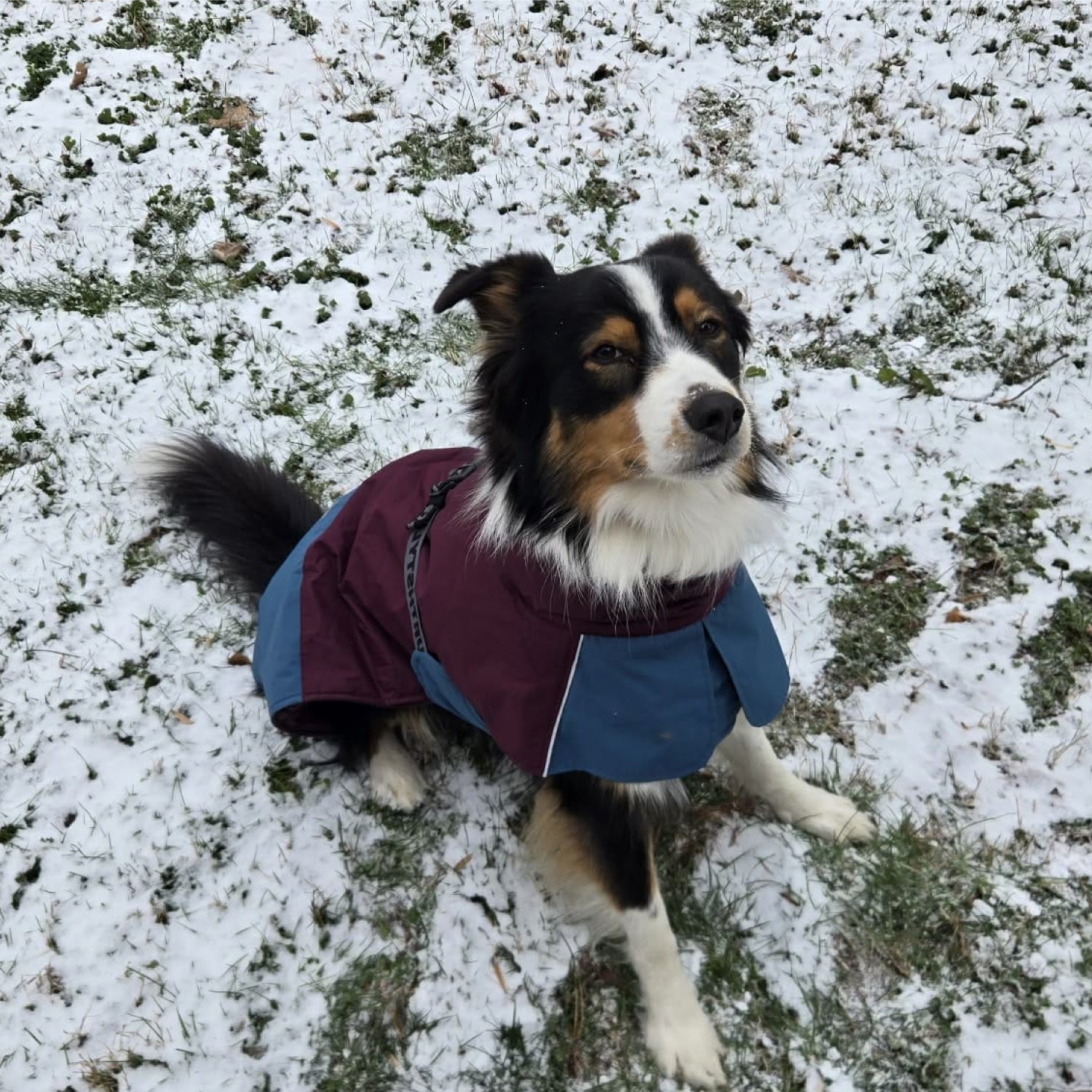 IFOURTHSTYLE Wasserdicht Hundemantel Wintermantel
